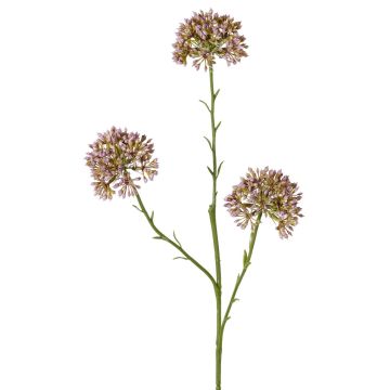Rameau décoratif d'allium ALIKIO, lilas, 65cm, Ø7cm Rameau décoratif d'allium ALIKIO, lilas, 65cm, Ø7cm