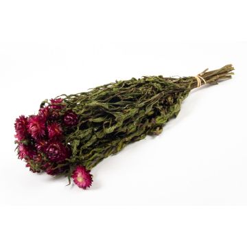 Bouquet séché d'immortelle d'Italie ALMINKA, lilas, 50-60cm, Ø15cm Bouquet séché d'immortelle d'Italie ALMINKA, lilas, 50-60cm, Ø15cm