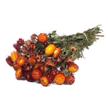 Bouquet séché d'immortelle d'Italie ALMINKA, rouge-orange, 50-60cm, Ø15cm Bouquet séché d'immortelle d'Italie ALMINKA, rouge-orange, 50-60cm, Ø15cm