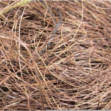 Herbe de sisal marron GIUSEPPA, 20g