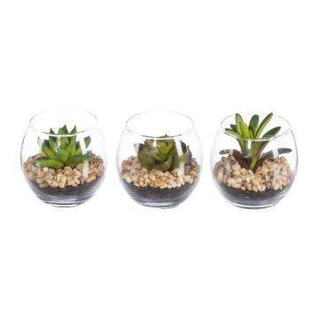 Arrangement de plantes succulentes artificielles WINKS dans un verre, 3 pièces, vert, 7cm, Ø7,5cm