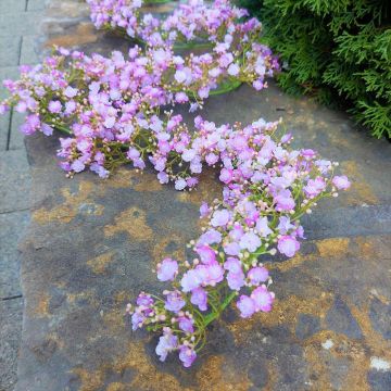 Guirlande artificielle Gypsophile LITAGO, rose-violet, 180cm