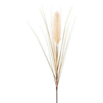 Panicule de l'herbe de la Pampa décorative WALNIN, beige, 100cm