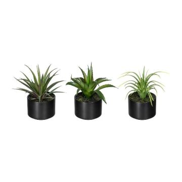 Arrangement de plantes succulentes artificielles FLUKE dans un pot en céramique, 3 pièces, vert, 15cm