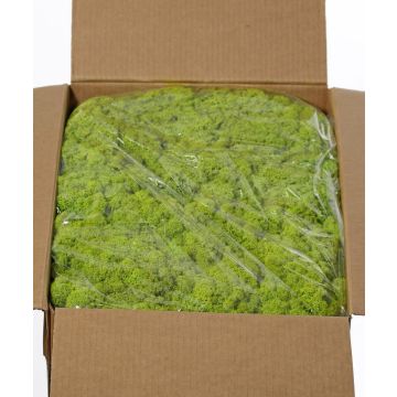 Mousse d'Islande naturelle SVEINBJÖRN, vert clair, 5 kg