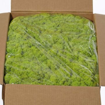 Mousse d'Islande naturelle vert clair SVEINBJÖRN, 5kg Mousse d'Islande naturelle vert clair SVEINBJÖRN, 5kg