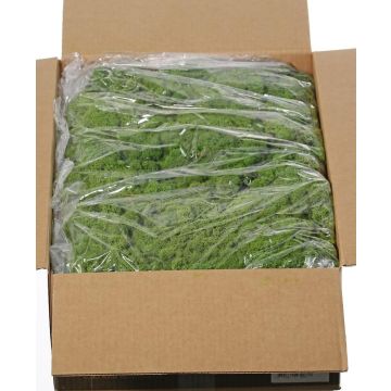 Mousse d'Islande naturelle SVEINBJÖRN, verte, 5 kg