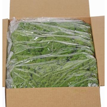 Mousse d'Islande naturelle verte SVEINBJÖRN, 5kg Mousse d'Islande naturelle verte SVEINBJÖRN, 5kg
