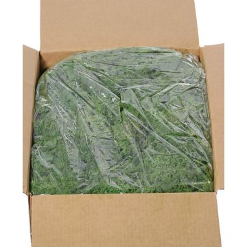 Mousse d'Islande véritable SVEINBJÖRN, vert foncé, 5 kg