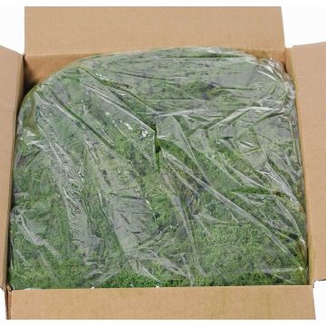 Mousse d'Islande véritable SVEINBJÖRN, vert foncé, 5kg Mousse d'Islande véritable SVEINBJÖRN, vert foncé, 5kg