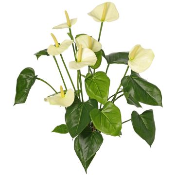 Anthurium synthétique NAKITA sur tige, crème, 50cm Anthurium synthétique NAKITA sur tige, crème, 50cm