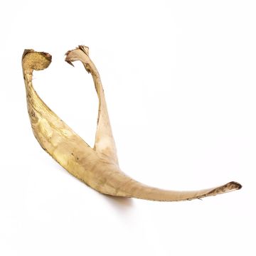 Feuille de palmier FAYOLA, séchée, dorée, 130cm