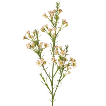 Rameau décoratif de fleur de cire FRINDALS, rose clair-blanc, 65cm, Ø1,5-2cm