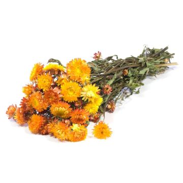 Bouquet séché d'immortelle d'Italie ALMINKA, orange-jaune, 50-60cm, Ø15cm Bouquet séché d'immortelle d'Italie ALMINKA, orange-jaune, 50-60cm, Ø15cm