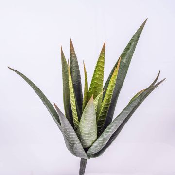 Plante artificielle Aloe Variegata MARTINEZ à planter, vert, 30cm, Ø17cm Plante artificielle Aloe Variegata MARTINEZ à planter, vert, 30cm, Ø17cm