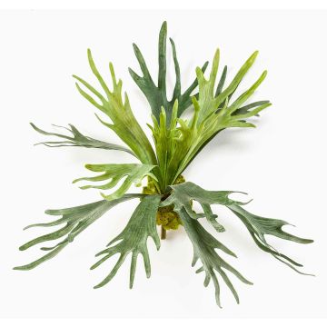 Fougère décorative corne de cerf CHARLS à planter, vert, 45cm, Ø80cm Fougère décorative corne de cerf CHARLS à planter, vert, 45cm, Ø80cm