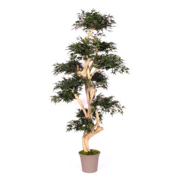 Arbre artificiel Érable du Japon SLAWIK, tronc en bois véritable, vert, 185cm - Made in Italy Arbre artificiel Érable du Japon SLAWIK, tronc en bois véritable, vert, 185cm - Made in Italy