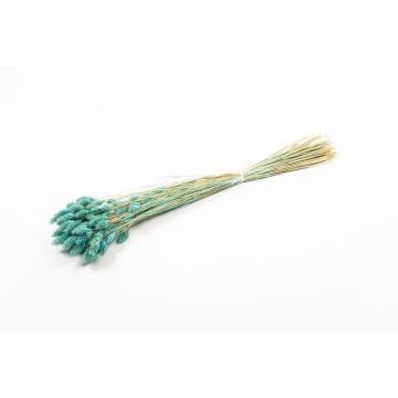 Herbe sèche Phalaris BRAGILA, botte, turquoise, 50-75cm, Ø12cm Herbe sèche Phalaris BRAGILA, botte, turquoise, 50-75cm, Ø12cm