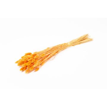 Herbe sèche Phalaris BRAGILA, botte, orange, 50-75cm, Ø12cm Herbe sèche Phalaris BRAGILA, botte, orange, 50-75cm, Ø12cm