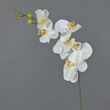 Branche décorative d'orchidée Phalaenopsis LANUA, crème, 70 cm, Ø 8,5-12 cm