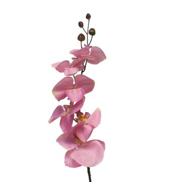 Branche décorative d'orchidée Phalaenopsis LANUA, rose, 70 cm, Ø 8,5-12 cm Branche décorative d'orchidée Phalaenopsis LANUA, rose, 70 cm, Ø 8,5-12 cm