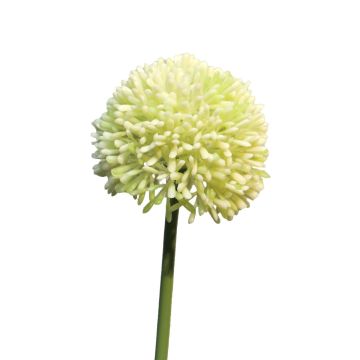Fleur artificielle Allium BAILIN, vert crème, 45 cm, Ø 6,5 cm Fleur artificielle Allium BAILIN, vert crème, 45 cm, Ø 6,5 cm