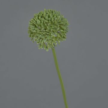 Fleur artificielle Allium BAILIN, verte, 45 cm, Ø 6,5 cm Fleur artificielle Allium BAILIN, verte, 45 cm, Ø 6,5 cm
