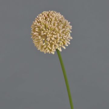 Fleur artificielle Allium BAILIN, rose-crème, 45 cm, Ø 6,5 cm Fleur artificielle Allium BAILIN, rose-crème, 45 cm, Ø 6,5 cm