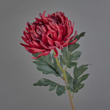 Fleur synthétique chrysanthème LINGYUN, rouge foncé, 65cm, Ø16cm Fleur synthétique chrysanthème LINGYUN, rouge foncé, 65cm, Ø16cm