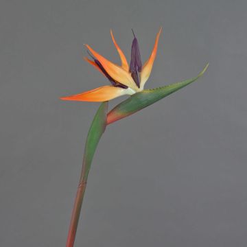 Fleur décorative Strelitzia orange-violet DONGLIN, 85cm, 14x25cm Fleur décorative Strelitzia orange-violet DONGLIN, 85cm, 14x25cm