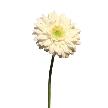 Fleur artificielle Gerbera QIUDONG, crème, 50 cm, Ø 12 cm Fleur artificielle Gerbera QIUDONG, crème, 50 cm, Ø 12 cm