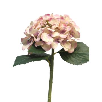 Fleur artificielle Hortensia XINCHENG, vieux rose-crème, 50cm, Ø15cm Fleur artificielle Hortensia XINCHENG, vieux rose-crème, 50cm, Ø15cm