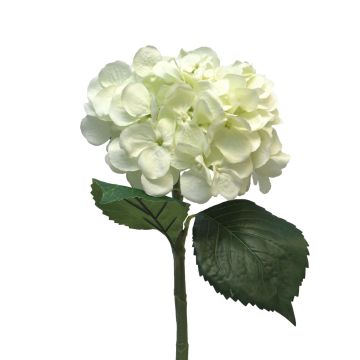 Fleur synthétique hortensia FUXIANG, crème, 50cm, Ø16cm Fleur synthétique hortensia FUXIANG, crème, 50cm, Ø16cm