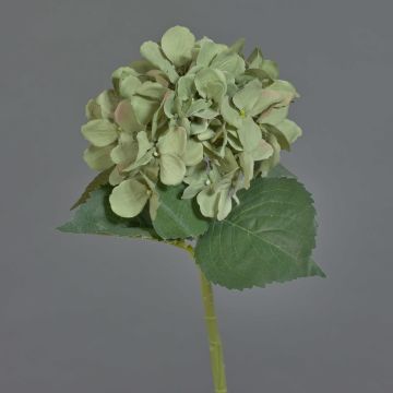 Fleur artificielle Hortensia FUXIANG, vert-rose, 50cm, Ø16cm Fleur artificielle Hortensia FUXIANG, vert-rose, 50cm, Ø16cm