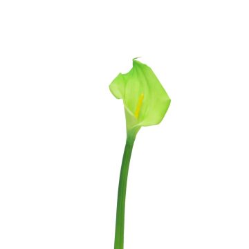 Fleur artificielle Zantedeschia ZHILONG, vert clair, 55 cm, 10 x 16 cm Fleur artificielle Zantedeschia ZHILONG, vert clair, 55 cm, 10 x 16 cm