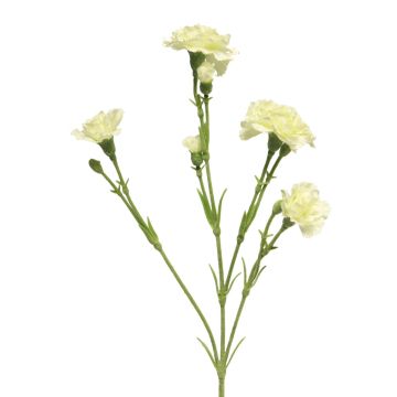 Fleur artificielle: œillet AHONG, crème, 60cm, Ø6-7cm Fleur artificielle: œillet AHONG, crème, 60cm, Ø6-7cm