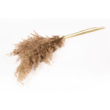 Botte sèche de roseau DONJETA, naturel, 70-80cm, Ø15cm Botte sèche de roseau DONJETA, naturel, 70-80cm, Ø15cm