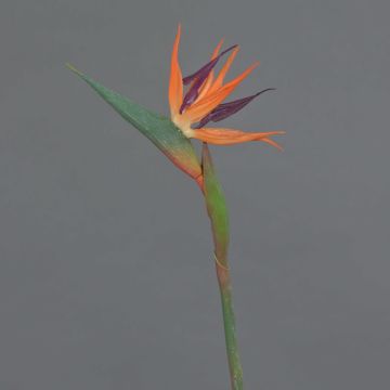 Fleur décorative Strelitzia orange-violet WEIYU, 60cm, 10x13cm Fleur décorative Strelitzia orange-violet WEIYU, 60cm, 10x13cm
