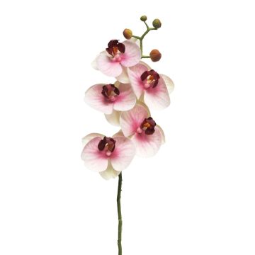Branche artificielle d'orchidée Phalaenopsis SONGYA, rose-crème, 50 cm, Ø 6-7 cm Branche artificielle d'orchidée Phalaenopsis SONGYA, rose-crème, 50 cm, Ø 6-7 cm