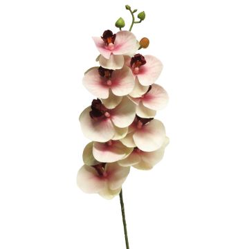 Branche artificielle d'orchidée Phalaenopsis SONGYA, rose-crème, 75 cm