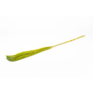 Botte sèche de roseau DONJETA, vert pomme, 115-120cm, Ø15cm Botte sèche de roseau DONJETA, vert pomme, 115-120cm, Ø15cm
