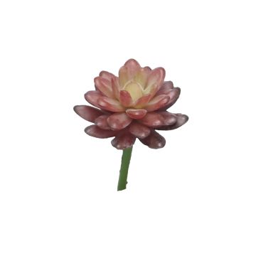 Sedum rubrotinctum AOLUO décoratif sur tige, rouge bordeaux, 16cm