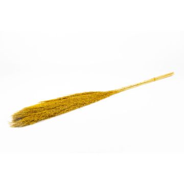 Botte sèche de roseau DONJETA, curry, 115-120cm, Ø15cm Botte sèche de roseau DONJETA, curry, 115-120cm, Ø15cm