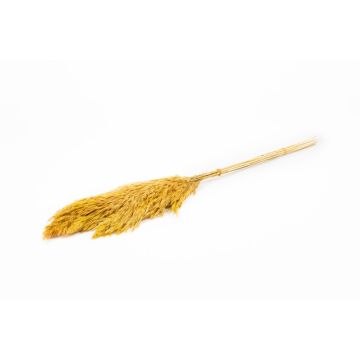 Botte sèche de roseau DONJETA, curry, 70-80cm, Ø15cm Botte sèche de roseau DONJETA, curry, 70-80cm, Ø15cm