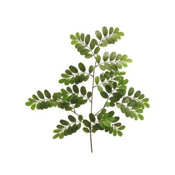 Branche décorative de robinier WENLIN, verte, 70cm Branche décorative de robinier WENLIN, verte, 70cm