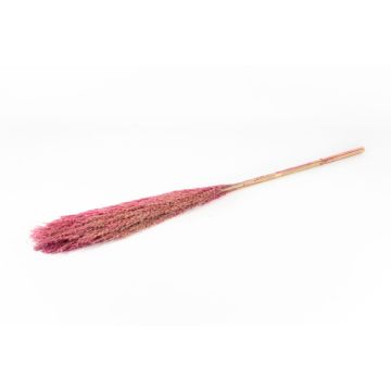 Botte sèche de roseau DONJETA, rose foncé, 115-120cm, Ø15cm Botte sèche de roseau DONJETA, rose foncé, 115-120cm, Ø15cm