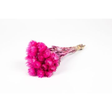 Bouquet sec d'immortelle d'Italie BIBIANA, fuchsia, 30-40cm, Ø15cm Bouquet sec d'immortelle d'Italie BIBIANA, fuchsia, 30-40cm, Ø15cm