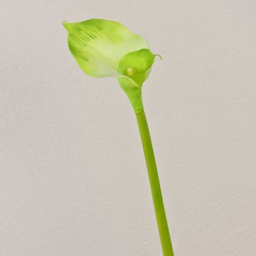 Calla artificiel MARIOLA, vert, 80cm, 8x15cm Calla artificiel MARIOLA, vert, 80cm, 8x15cm