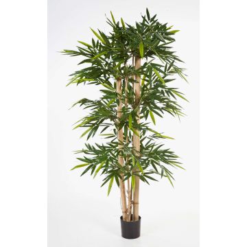 Bambou artificiel KISHO, tiges de bambou véritables, 240 cm Bambou artificiel KISHO, tiges de bambou véritables, 240 cm