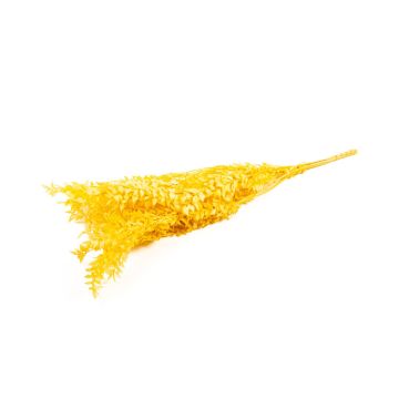 Branches de ruscus séchées AGNIATA, jaune moutarde, 70-75cm, Ø17cm Branches de ruscus séchées AGNIATA, jaune moutarde, 70-75cm, Ø17cm
